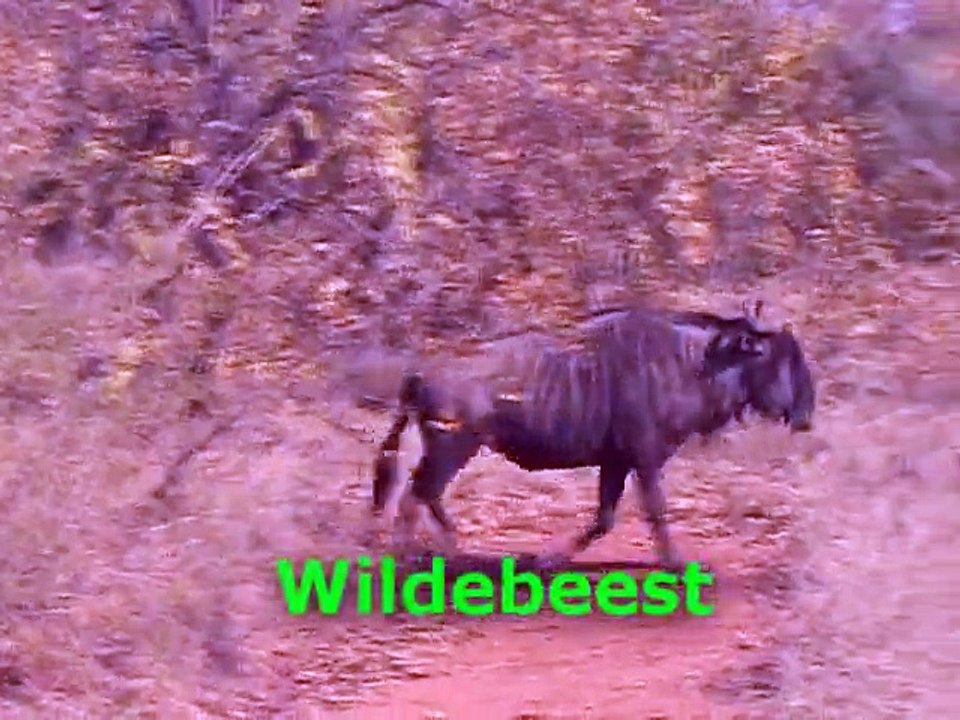 Safari Third Game Drive: Warthog, Elephant, Zebra, Leopard; Kapama Reserve, South Africa