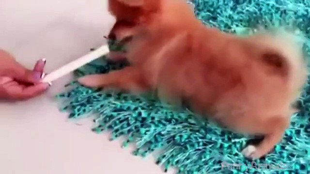 Cute Funny Puppies Dogs Compilation 2015 Dog Videos 2015 720p NEW!