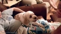 Dog Protects His Pregnant Owner - Best Compilation