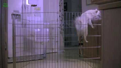 Funny Dogs Escaping Compilation 2013 [HD]