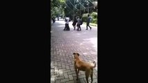 whatsapp funny bike stunt fails in front of dog  whatsapp funny videos 2016 2015 #whatsapp