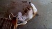 whatsapp funny videos 2015  dog sleeping different position  very funny whatsapp viral videos 2015