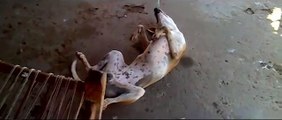 whatsapp funny videos 2015  dog sleeping different position  very funny whatsapp viral videos 2015