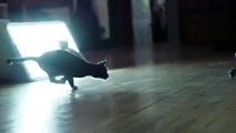 Jumping Cat - Slow Motion