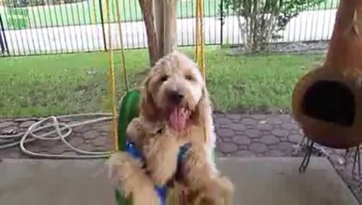 Cute Dogs in Swings Compilation 2015 [NEW HD]