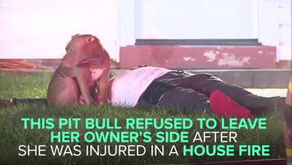Pit Bull Stays By Owner's Side After House Fire