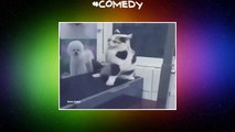 Vine By  Airon Evans When Your Song Comes On       cat  shake  dance  comedy  LOL  lmao  bruh  funny