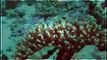 Deep Ocean ~ Coral Reef Adventure Full Documentary