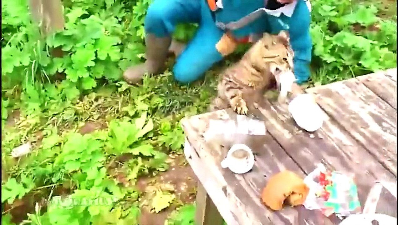 TOP VIRAL VIDEOS OF WEEK #11 2015