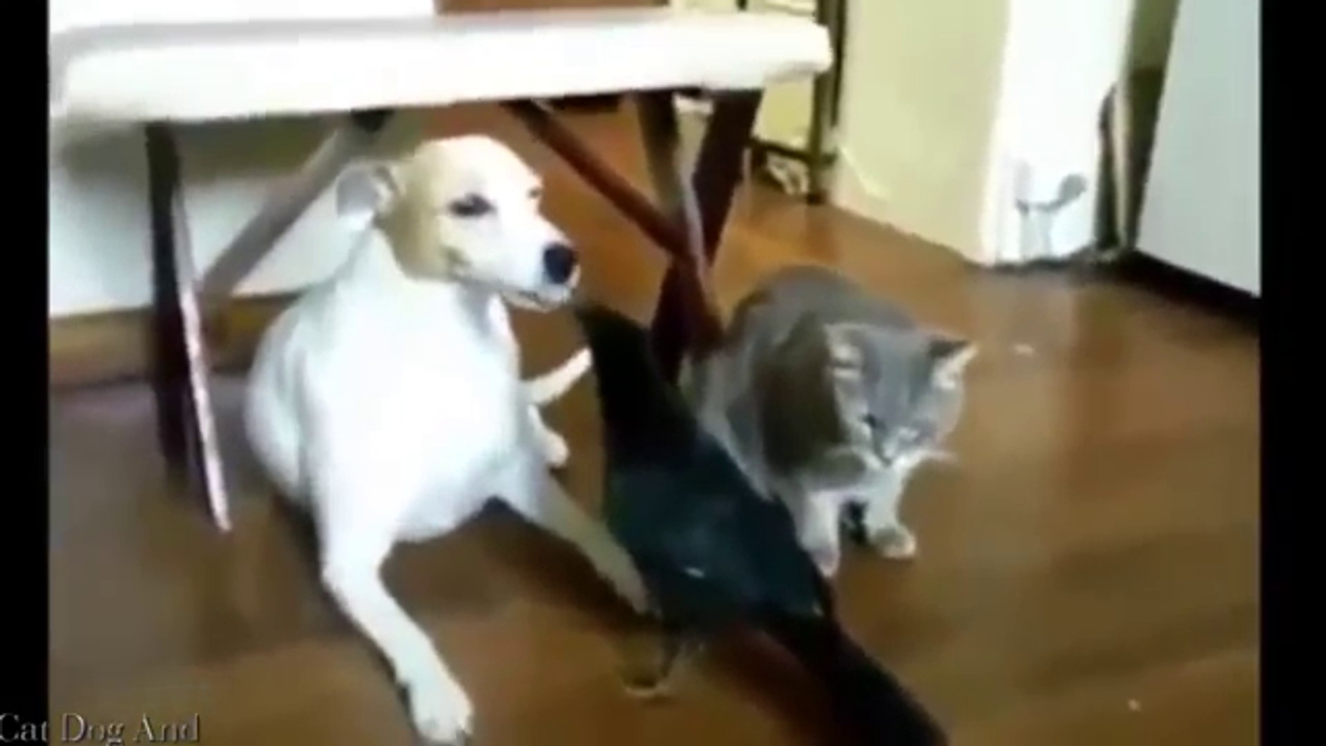 ⁣Funny pets videos  - Funny pets fail compilation
