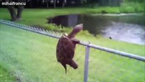 Funny Gifs With Sound Compilation 2014 - Funny Animals Edition