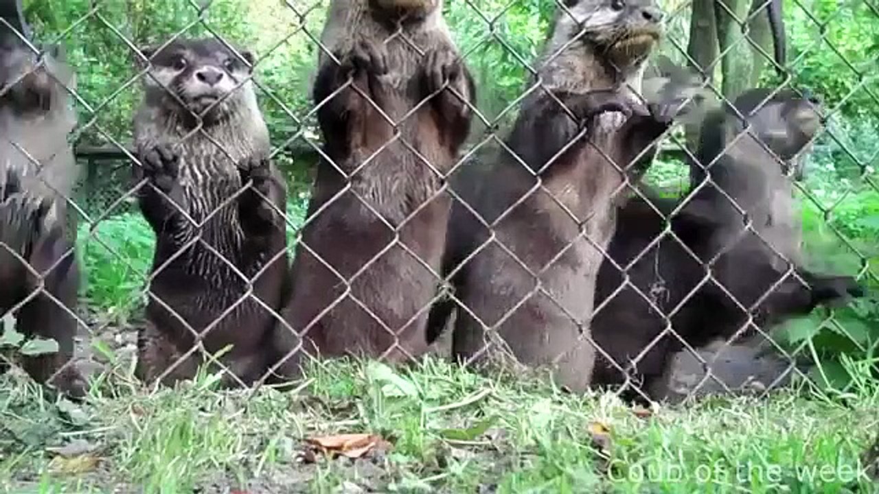 Una selección de los mejores video gracioso corto de la semana! Los mejores videos divertidos en la semana