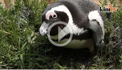 Kematian penguin unik Afrika menjadi misteri