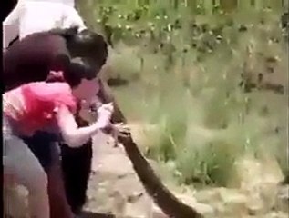 سبحان الله انقاذ بقرة من ثعبان.