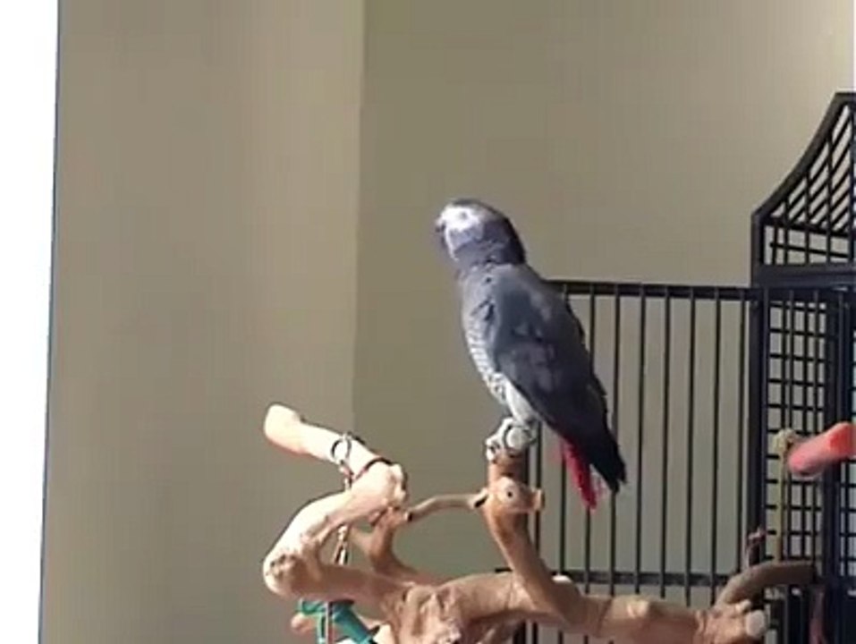 Papagaio canta Monthy Python