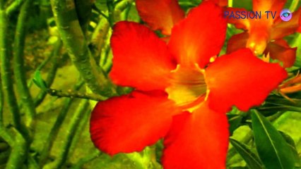 [MV]Duo PISTACHE - kodomo tachi no dub