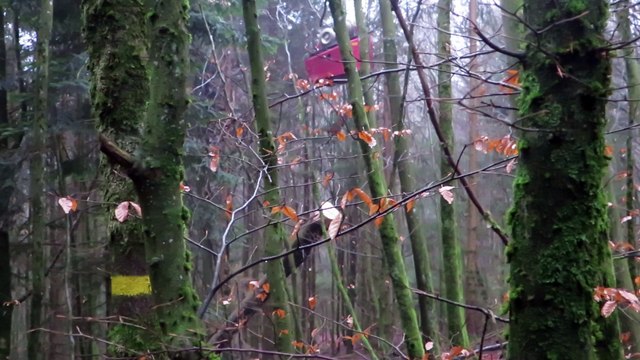 Saint-Nabord : les habitants découvrent le débardage par cable aérien dans la forêt