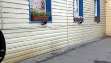Ворон цапнул за палец. Забавный ворон