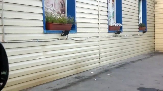 Ворон цапнул за палец. Забавный ворон