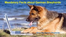 Texas Big German Shepherds – Necessary things about German Shepherds