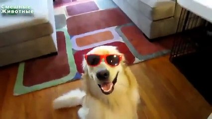 Os cães vão vidros Cão engraçado