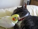 Caring parrot. Funny parrot and a cat