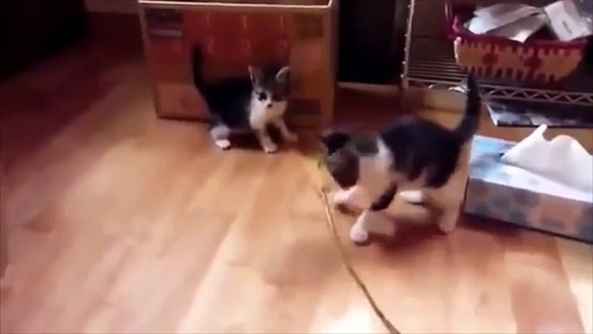 ⁣Games cats. Funny cats playing