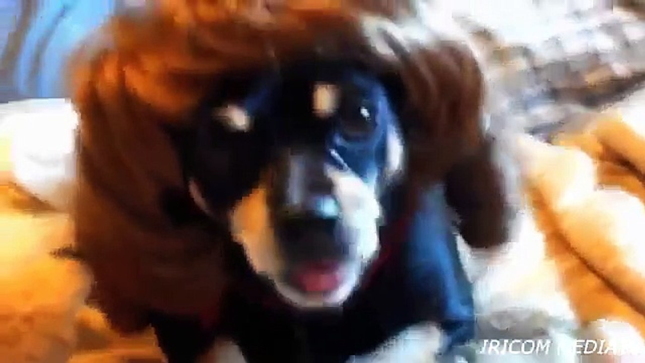 Como o divertimento do cão do divertimento dogs coleção