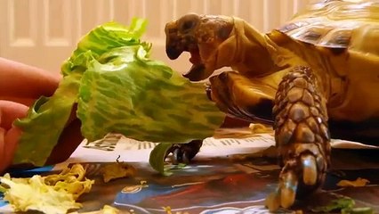 O que é o uso de tartarugas engraçadas Turtles