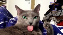 Que língua gatos mostram - divertimento com gatos