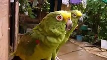 Papagaios verdes gritando, cantando e assobiando. Dois papagaio verde engraçado