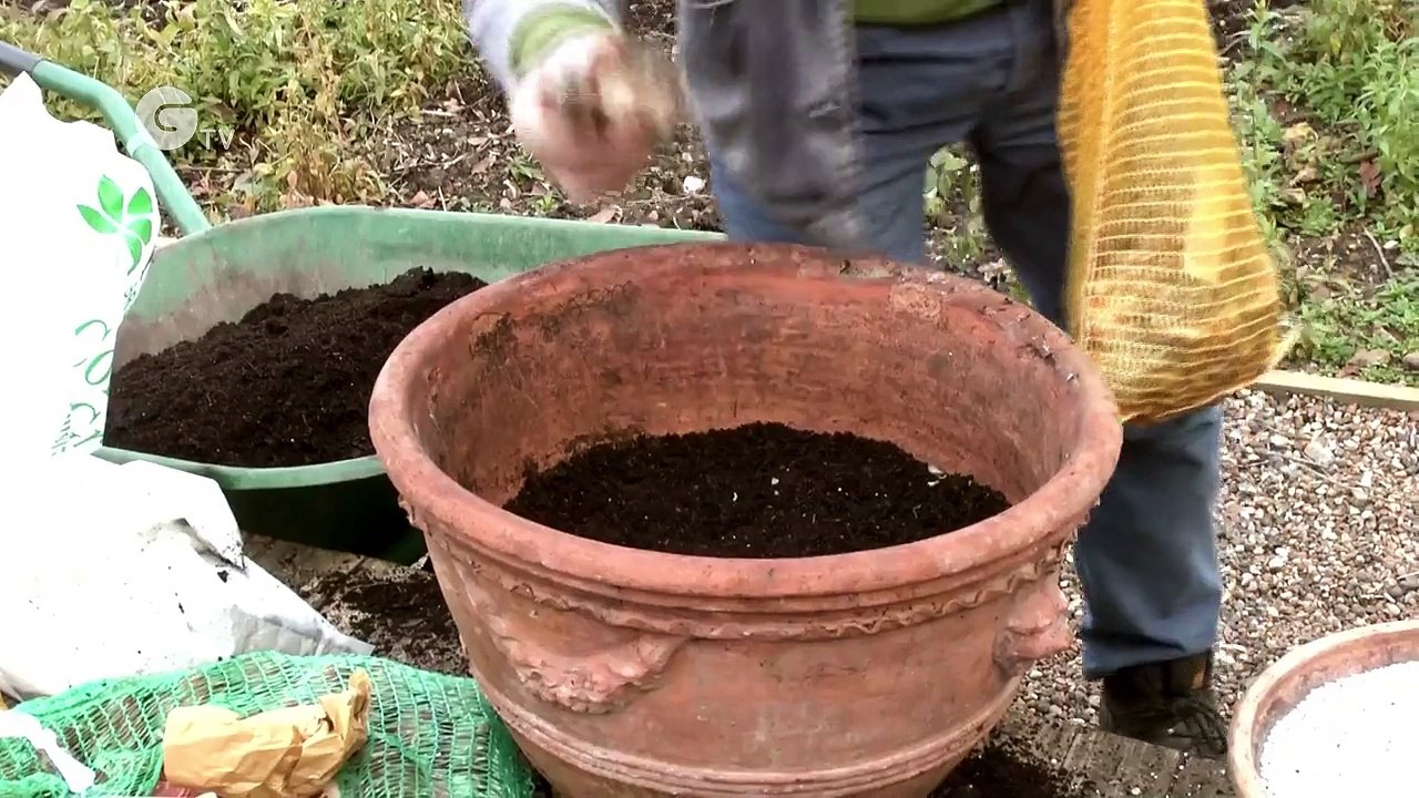 National Trust Gardening Tips: Planting Bulbs