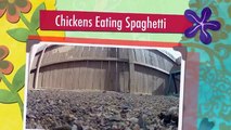 A medida que los pollos comiendo espaguetis pollos divertidos comen pastas