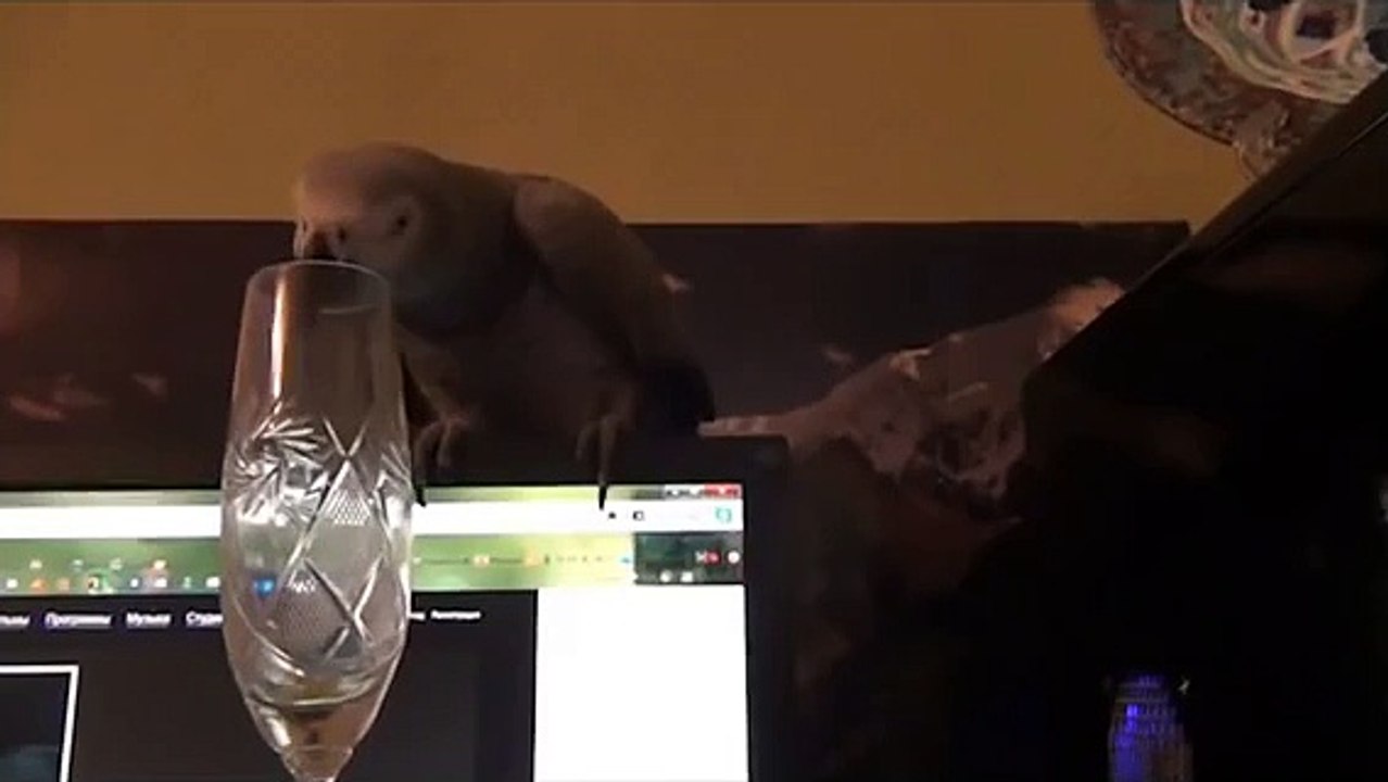 ¿Qué sonidos pueden hacer que el loro divertido loro
