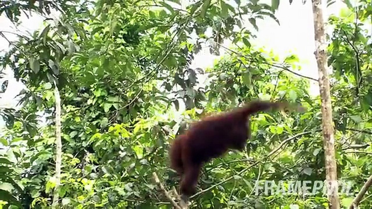 Momentos divertidos con los animales. Animales divertidos de todo el mundo