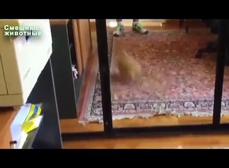 Mirroring. Diversión con los animales y los espejos