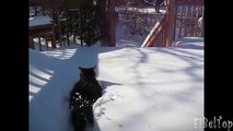 Invierno - estación favorita de los gatos y perros. Gato y perro en la nieve