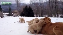 Perros de invierno y gatos. Gatos y perros jugando en la nieve