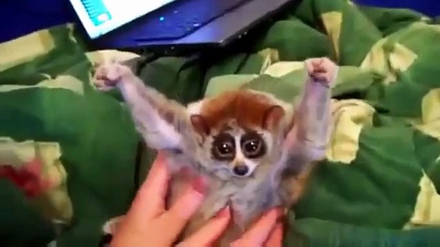 Lémuriens drôles. Amusez-vous avec les lémuriens