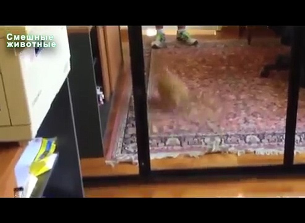 Mirroring. Amusez-vous avec les animaux et les miroirs