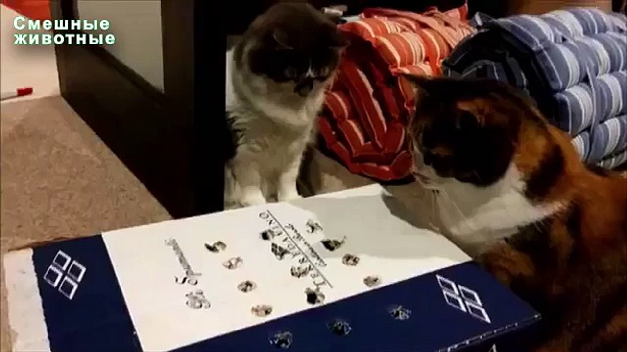 Jeu pour les chats. Chats drôles et les doigts dans une boîte
