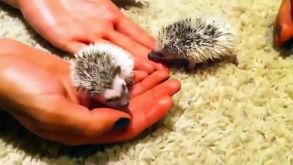 Comment les hérissons de Barbarie sont abritent Funny animals
