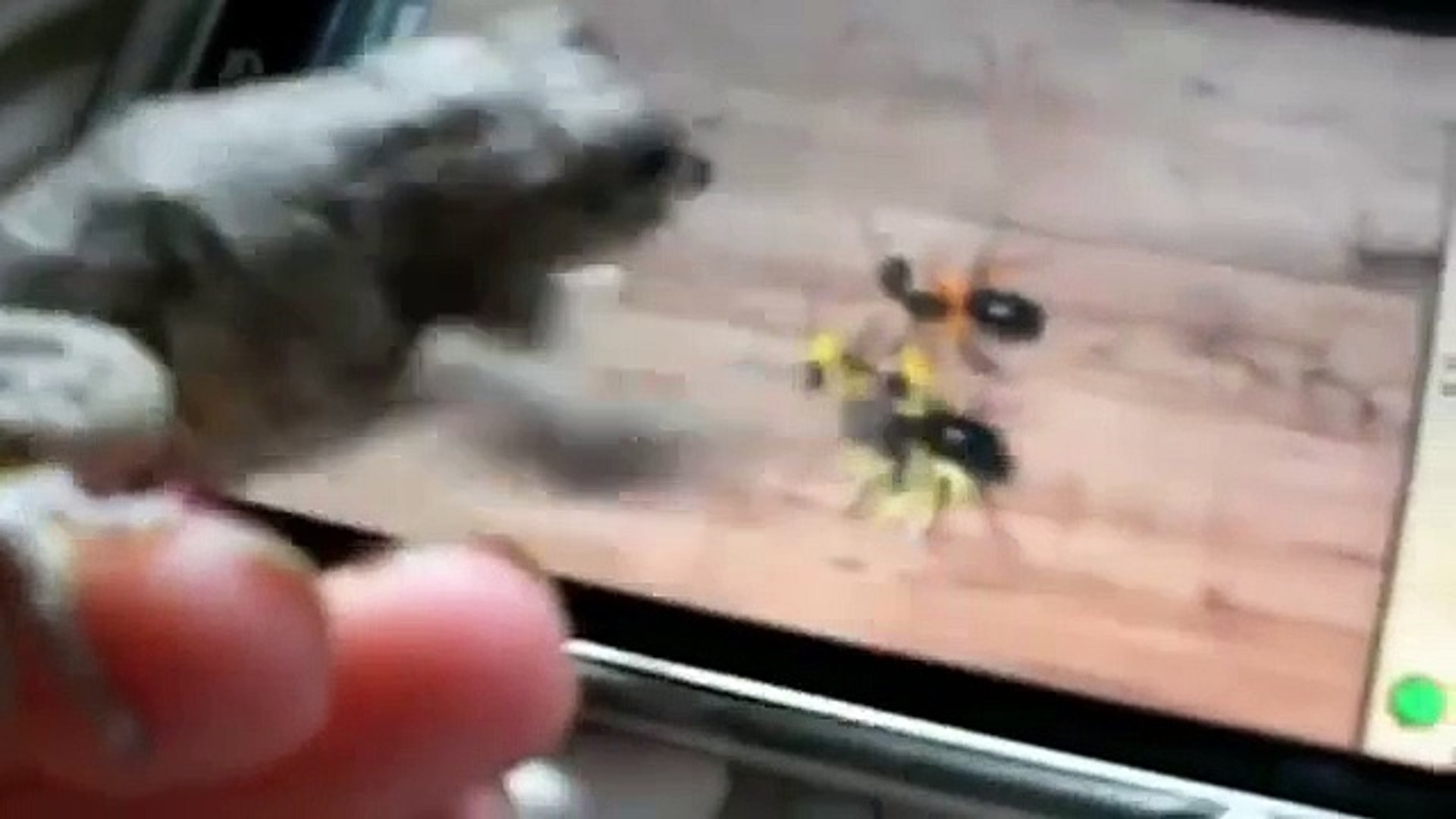 ⁣Игроманы. Забавные животные играют в iPad
