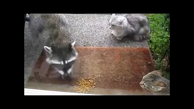 Как еноты воруют еду Забавные животные-воришки