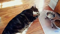 Как ленивые коты пьют воду Смешные кошки лёжа уталяют жажду
