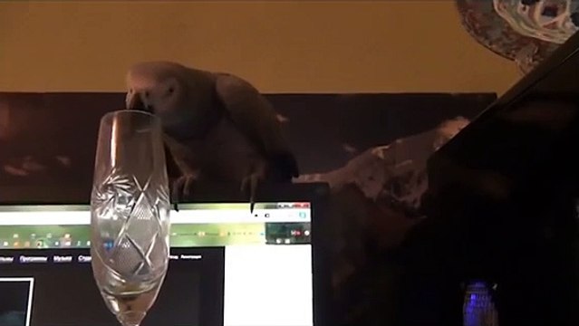 Какие звуки может издавать попугай Смешной попугай