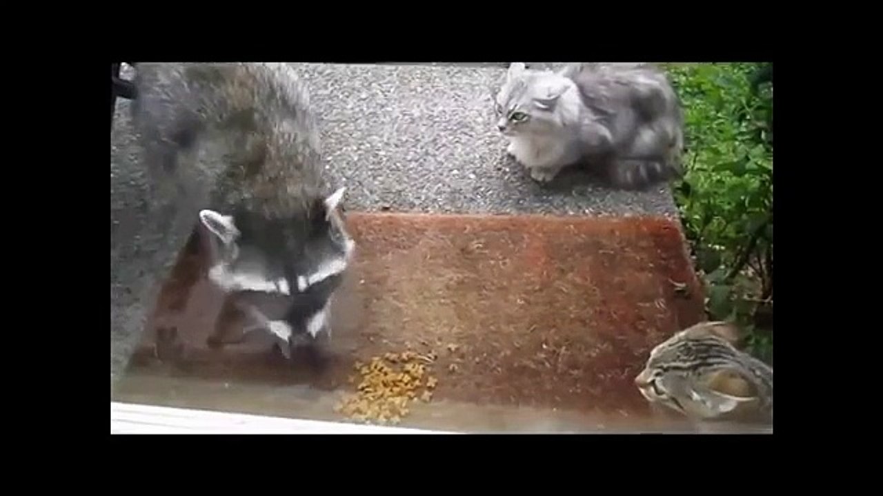 アライグマのように食品おかしい動物泥棒を盗みます