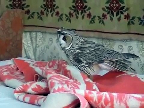 フクロウ面白いフクロウを再生する方法