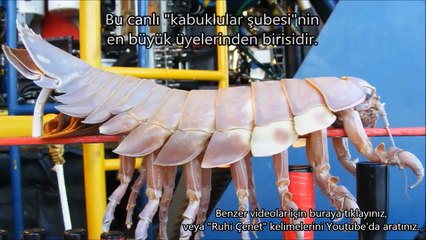 Okyanusun Derinliklerinde Yaşayan 10 Ürkütücü Hayvan