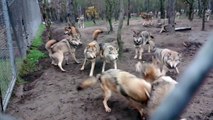 Une meute de loups attaque un loup Oméga